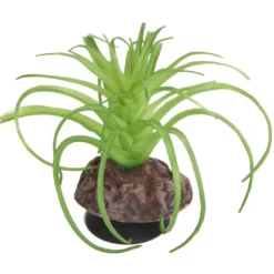 Hobby Terra Succulent 5, Terrarienpflanze Sukkulente, 8 cm