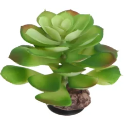 Hobby Terra Succulent 4, Terrarienpflanze Sukkulente, 17 cm