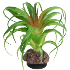 Hobby Terra Succulent 3, Terrarienpflanze Sukkulente, 14 cm