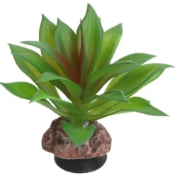 Hobby Terra Succulent 2, Terrarienpflanze Sukkulente, 10 cm