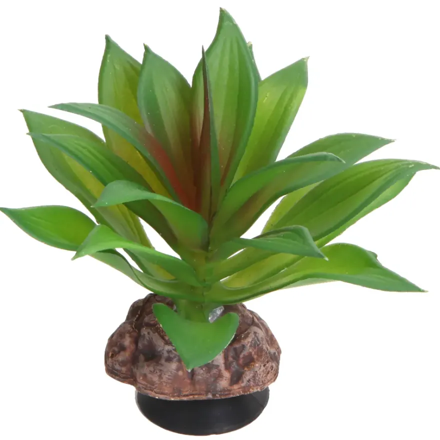 Hobby Terra Succulent 2, Terrarienpflanze Sukkulente, 10 cm