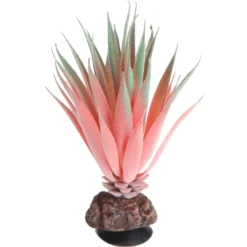 Hobby Terra Succulent 1, Terrarienpflanze Sukkulente, 14 cm