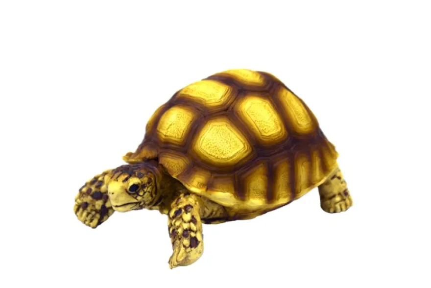 Hobby Turtle 2