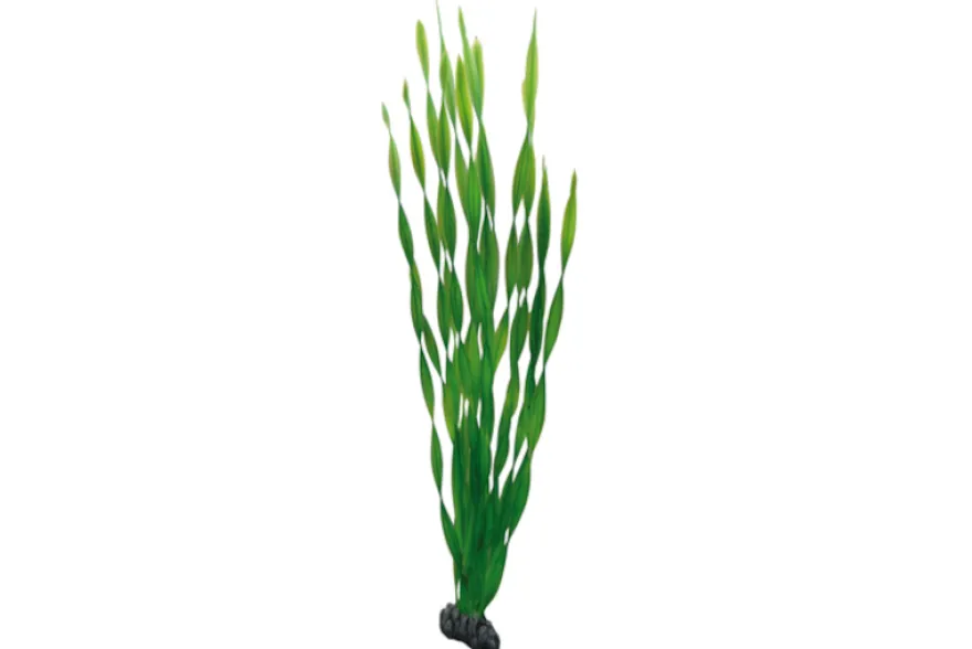 Hobby Vallisneria, 60 cm