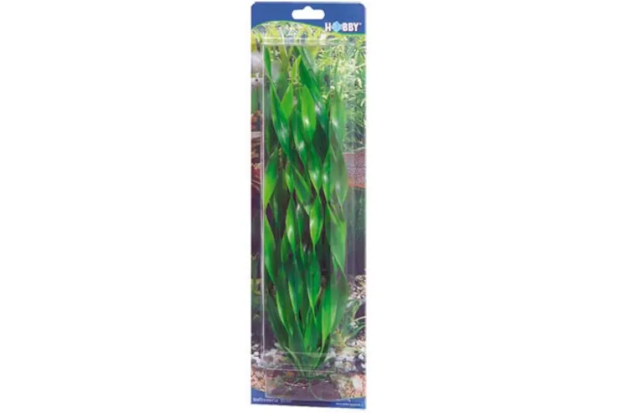 Hobby Vallisneria, 46 cm