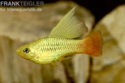 Hochflossen Papagei-Platy, Xiphophorus variatus