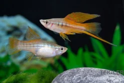Hochflossen-Schwertträger Neon, Xiphophorus helleri, Zufällig ausgewählt