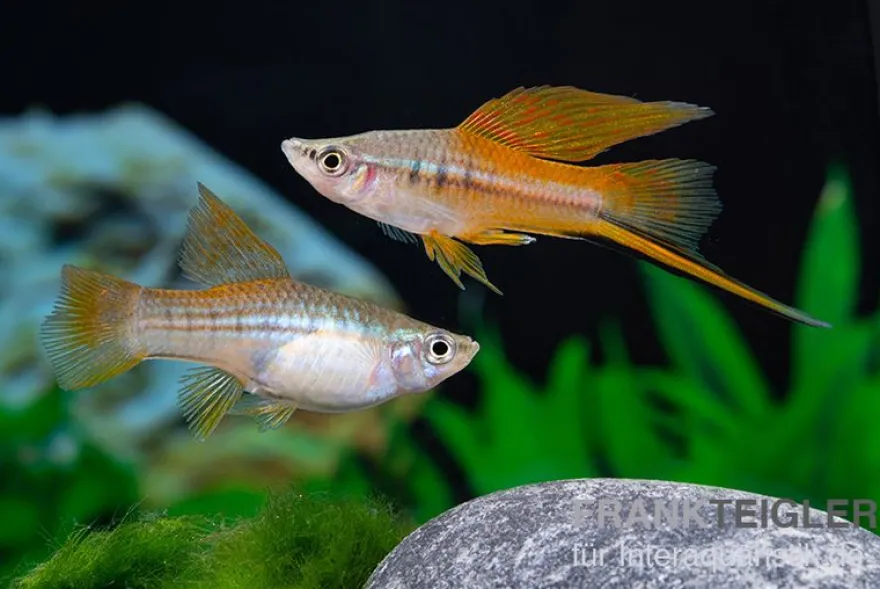 Hochflossen-Schwertträger Neon, Xiphophorus helleri, Zufällig ausgewählt