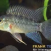 Hochrücken-Zwergbuntbarsch, Apistogramma eunotus