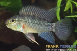 Hochrücken-Zwergbuntbarsch, Apistogramma eunotus