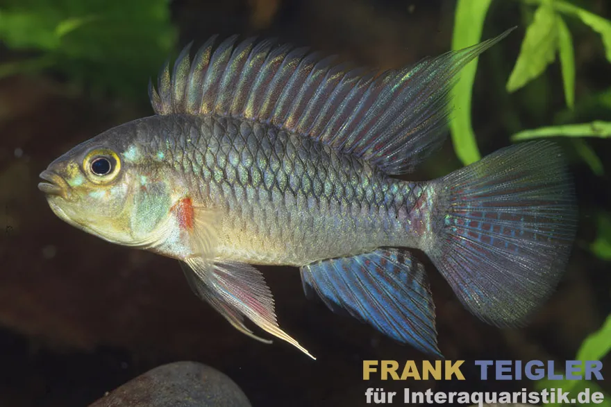 Hochrücken-Zwergbuntbarsch, Apistogramma eunotus