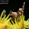 Hohlkreuzgarnele, Thor amboinensis