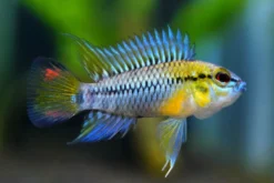 Hoignes-Zwergbuntbarsch, Apistogramma hoignei