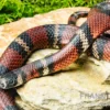 Honduras-Königsnatter, Lampropeltis tringulum hondurensis
