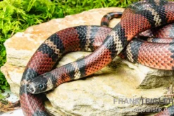 Honduras-Königsnatter, Lampropeltis tringulum hondurensis
