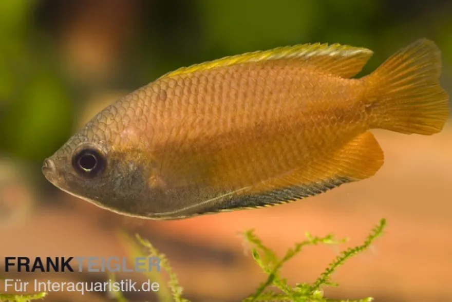 Honig-Gurami, Colisa chuna natur