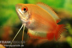 Honiggurami "Flame", Colisa chuna