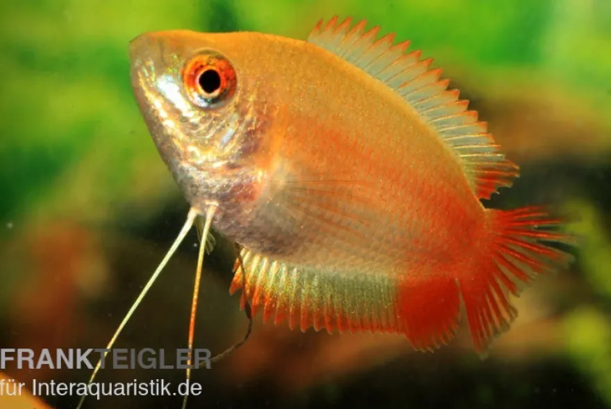 Honiggurami "Flame", Colisa chuna