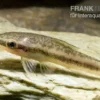 Hoppe`s Ohrgitterharnischwels, Otocinclus hoppei