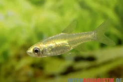 Horadandia-Bärbling, Horadandia brittani