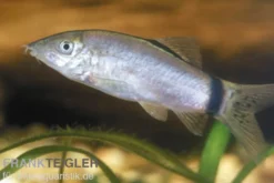 Horas Schmerle, Botia morleti, 3-4 cm