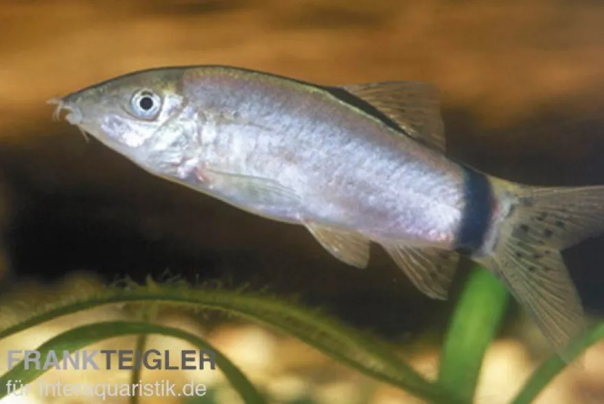 Horas Schmerle, Botia morleti, 3-4 cm