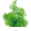 Hornkraut, Ceratophyllum demersum, lose Portion