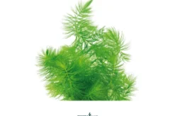 Hornkraut, Ceratophyllum demersum, lose Portion