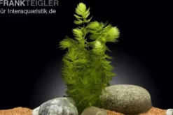 Hornkraut, Ceratophyllum demersum, lose Portion