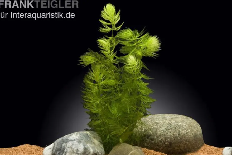 Hornkraut, Ceratophyllum demersum, lose Portion