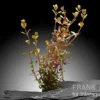 H"Ra-Rotala, Rotala sp. "H"Ra", im Topf