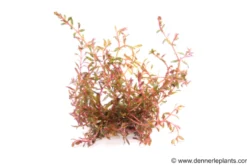 H"Ra-Rotala, Rotala sp. "H"Ra", im Topf