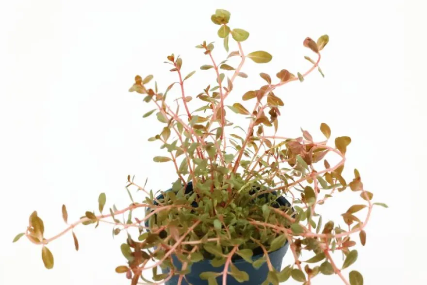 H"Ra-Rotala, Rotala sp. "H"Ra", im Topf