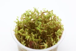 H'Ra-Rotala, Rotala sp. "H'Ra", In Vitro