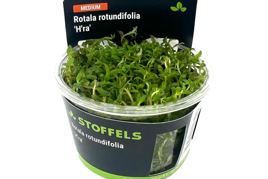 H'Ra-Rotala, Rotala sp. "H'Ra", In Vitro