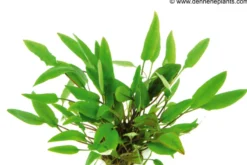 Härtels Wasserkelch, Cryptocoryne affinis, im Topf
