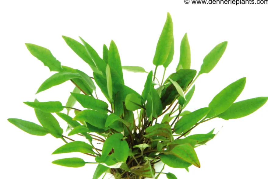 Härtels Wasserkelch, Cryptocoryne affinis, im Topf