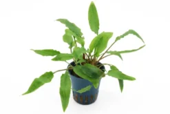 Härtels Wasserkelch, Cryptocoryne affinis, im Topf