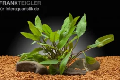 Härtels Wasserkelch, Cryptocoryne affinis, im Topf