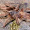 Hua Hin Vogelspinne, Chilobrachys huahini XL