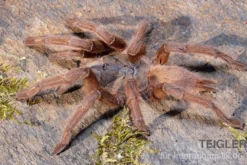 Hua Hin Vogelspinne, Chilobrachys huahini XL