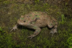 Hubei-Rotbauchunke, Bombina microdeladigitora