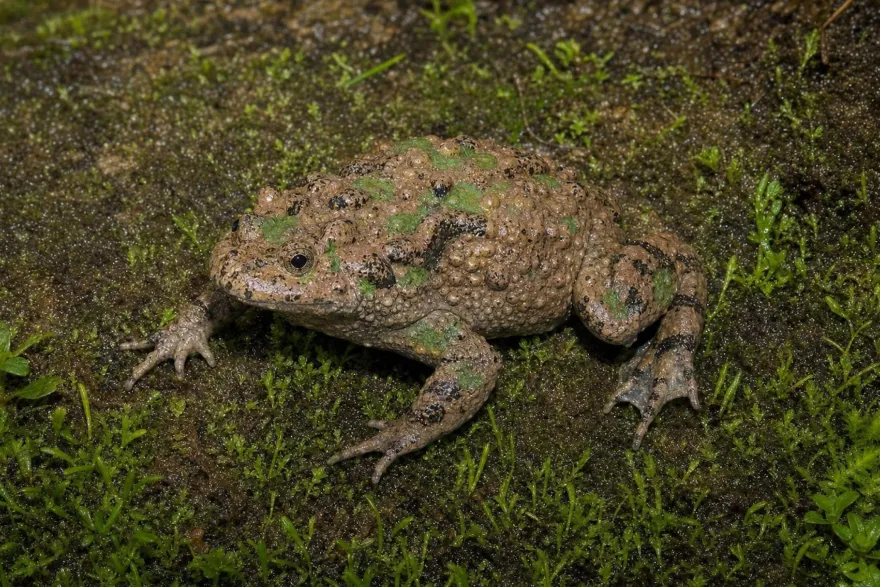 Hubei-Rotbauchunke, Bombina microdeladigitora