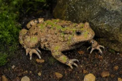 Hubei-Rotbauchunke, Bombina microdeladigitora