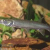 Hujeta-Hechtsalmler, Ctenolucius hujeta
