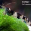 Hummelgarnele, Caridina sp. Hummel