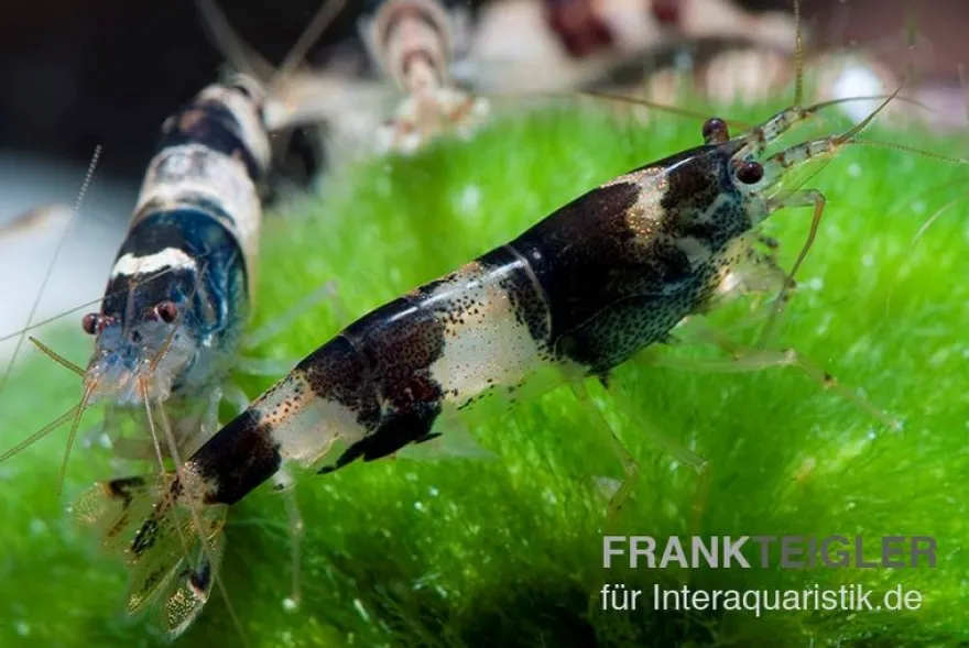 Hummelgarnele, Caridina sp. Hummel