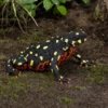 Hummelkrötchen, Melanophryniscus klappenbachi