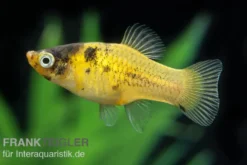 Hummel Platy, Xiphophorus maculatus
