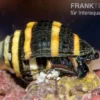 Hummelschnecke, Engina sp. (Engina mendicaria)